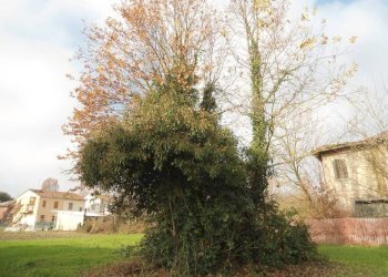 Terreno - Rustico via Fascinata, 105A, Argenta - foto 20