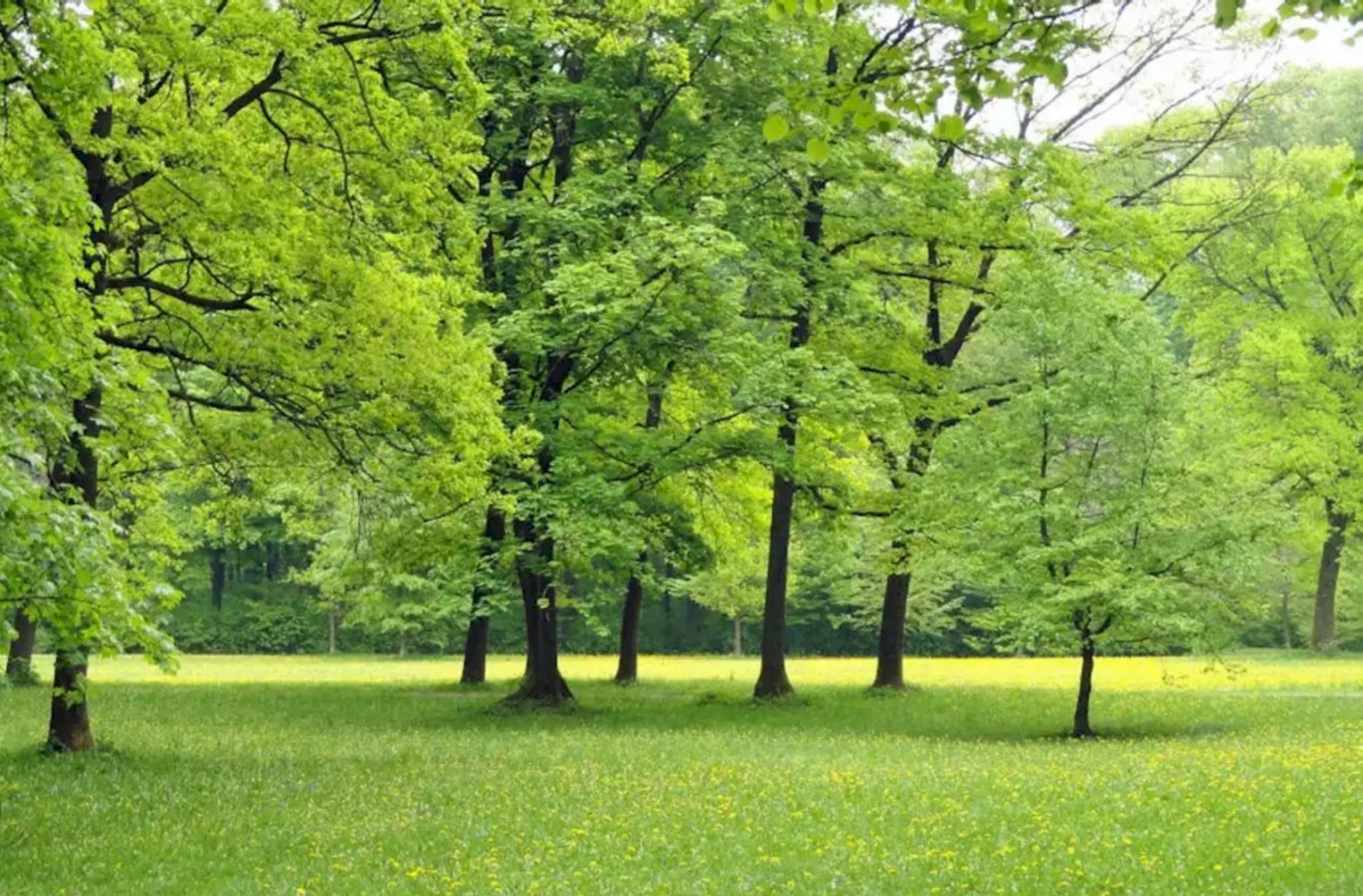 Terreno agricolo Pianfei - foto 3
