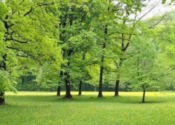 Terreno agricolo Pianfei - foto 3