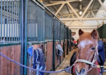 Terreno agricolo Sasso Marconi - foto 8