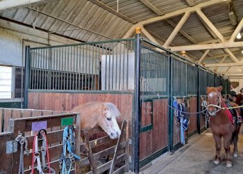 Terreno agricolo Sasso Marconi - foto 9