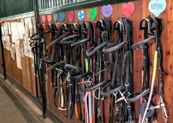 Terreno agricolo Sasso Marconi - foto 14