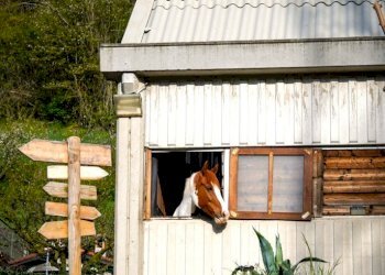 Terreno agricolo Sasso Marconi - foto 16