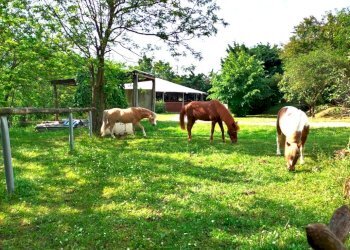 Terreno agricolo Sasso Marconi - foto 52