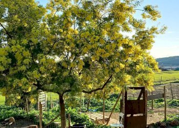 Terreno agricolo Sasso Marconi - foto 60