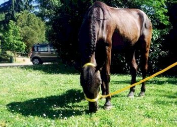 Terreno agricolo Sasso Marconi - foto 61