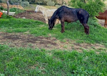 Terreno agricolo Sasso Marconi - foto 63
