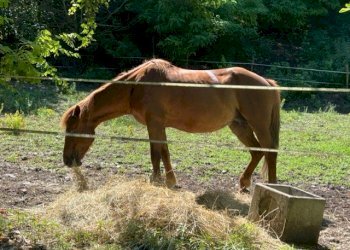 Terreno agricolo Sasso Marconi - foto 65