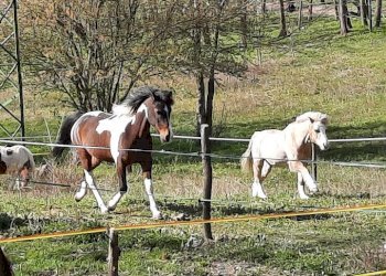 Terreno agricolo Sasso Marconi - foto 72