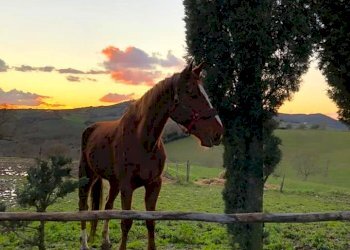 Terreno agricolo Sasso Marconi - foto 74