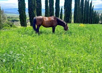 Terreno agricolo Sasso Marconi - foto 81