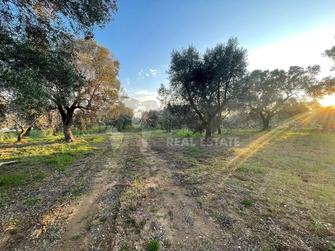 3.jpg - Agricultural land Contrada San Nicola 21, Carovigno - photo 3