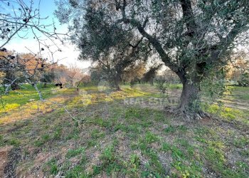 1.jpg - Terreno agricolo Contrada San Nicola 21, Carovigno - foto 1
