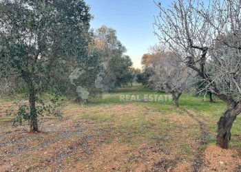 4.jpg - Terreno agricolo Contrada San Nicola 21, Carovigno - foto 4