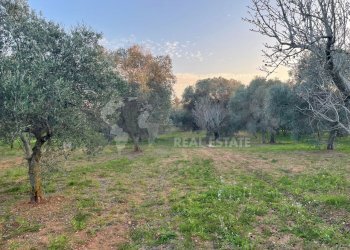 7.jpg - Terreno agricolo Contrada San Nicola 21, Carovigno - foto 7