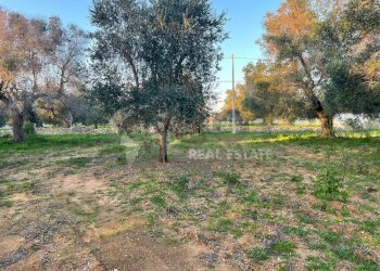 10.jpg - Terreno agricolo Contrada San Nicola 21, Carovigno - foto 10