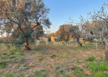 11.jpg - Terreno agricolo Contrada San Nicola 21, Carovigno - foto 11
