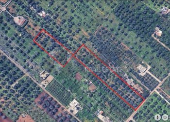 Immagine 2025-11-10 190554.jpg - Terreno agricolo Contrada San Nicola 21, Carovigno - foto 18