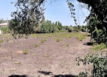 IMG_20240828_114030.jpg - Terreno edificabile Via Stradone del Sandalo 47, Anzio - foto 4