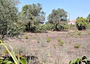 IMG_20240828_114033.jpg - Terreno edificabile Via Stradone del Sandalo 47, Anzio - foto 5