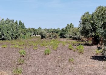 IMG_20240828_114118.jpg - Terreno edificabile Via Stradone del Sandalo 47, Anzio - foto 8