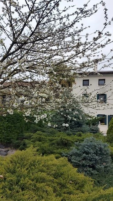 Villa Bifamiliare Codognè - foto 3