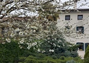 Villa Bifamiliare Codognè - foto 3