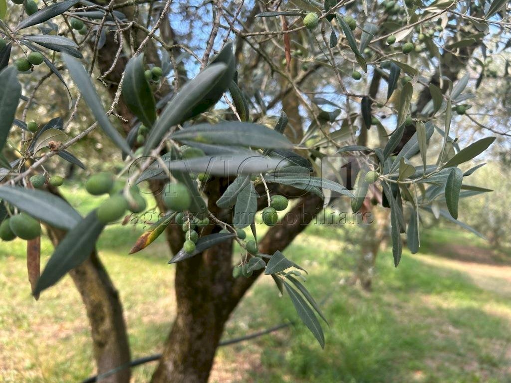 Esterni (14).JPG - Terreno agricolo Via Calcare, Castegnero - foto 1