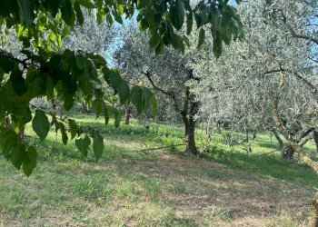 Esterni (2).JPG - Terreno agricolo Via Calcare, Castegnero - foto 8