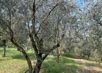 Esterni (9).JPG - Terreno agricolo Via Calcare, Castegnero - foto 11