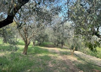 Esterni (16).JPG - Terreno agricolo Via Calcare, Castegnero - foto 12