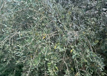 Esterni (21).JPG - Terreno agricolo Via Calcare, Castegnero - foto 13