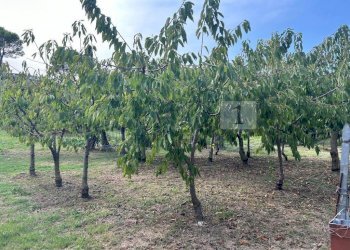 Esterni (24).JPG - Terreno agricolo Via Calcare, Castegnero - foto 15