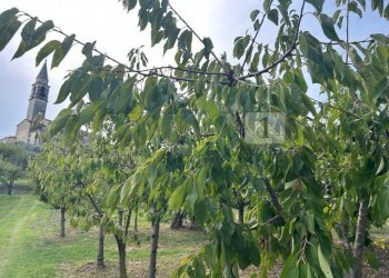 Esterni (26).JPG - Terreno agricolo Via Calcare, Castegnero - foto 16