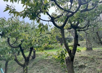 Esterni (30).JPG - Terreno agricolo Via Calcare, Castegnero - foto 17