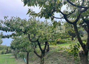 Esterni (31).JPG - Terreno agricolo Via Calcare, Castegnero - foto 7