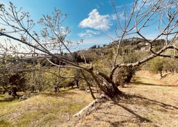 IMG_4321.jpg - Rustic Fosdinovo - photo 6