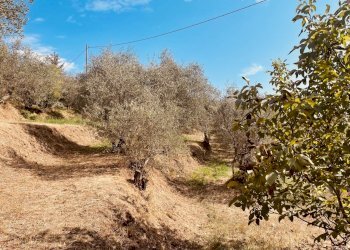 IMG_4312.jpg - Rustic Fosdinovo - photo 8