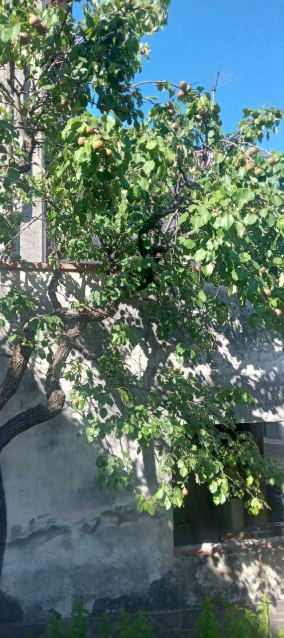 IMG-20240527-WA0028.jpg - Villa Via di Sant'Andrea, Lucca - foto 2