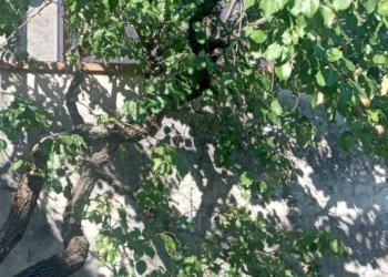 IMG-20240527-WA0028.jpg - Villa Via di Sant'Andrea, Lucca - foto 2