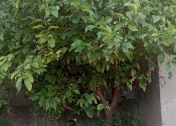 IMG-20240527-WA0024.jpg - Villa Via di Sant'Andrea, Lucca - foto 7