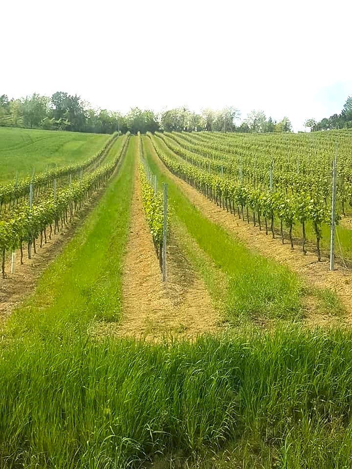 Azienda agricola Riolo Terme - foto 2