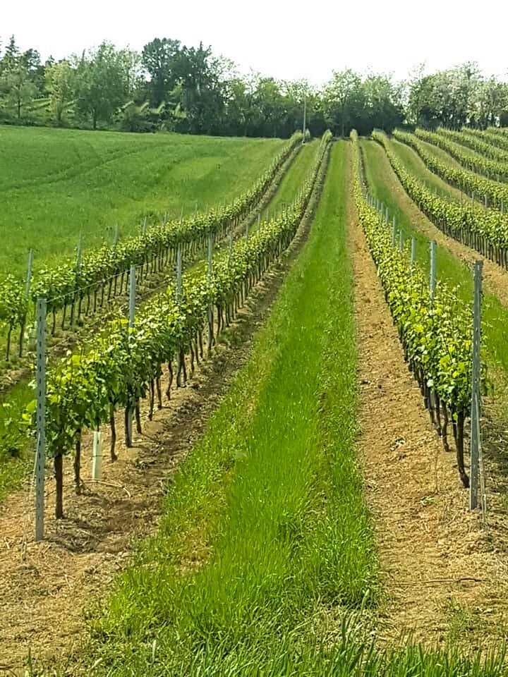 Azienda agricola Riolo Terme - foto 3