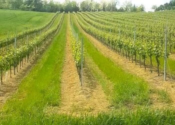 Azienda agricola Riolo Terme - foto 2