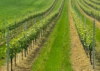 Azienda agricola Riolo Terme - foto 3