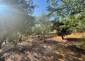 IMG_6458.jpg - Villa Via Giovanni Boccaccio, Carmignano - foto 28