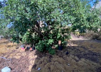 Giardino - Villa via Aldo Moro, Cinisi - foto 9