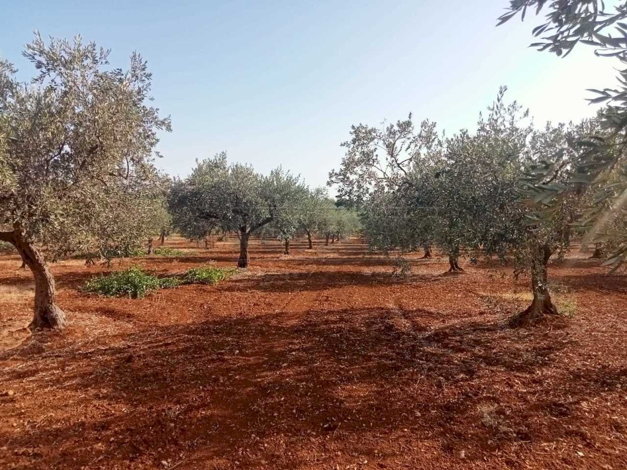 8.jpg - Agricultural land Castelvetrano - photo 3