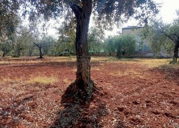 5.jpg - Agricultural land Castelvetrano - photo 2