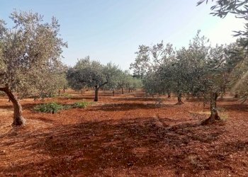 8.jpg - Agricultural land Castelvetrano - photo 3